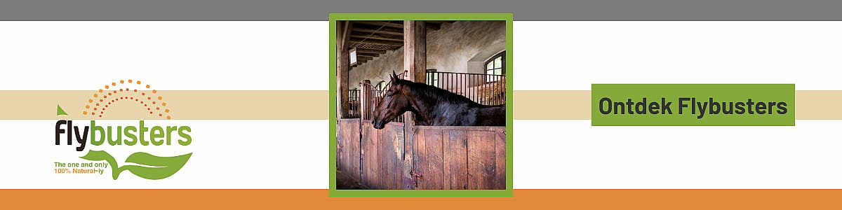 Dier, Colt Horse, Paard, Zoogdier, Andalusisch paard